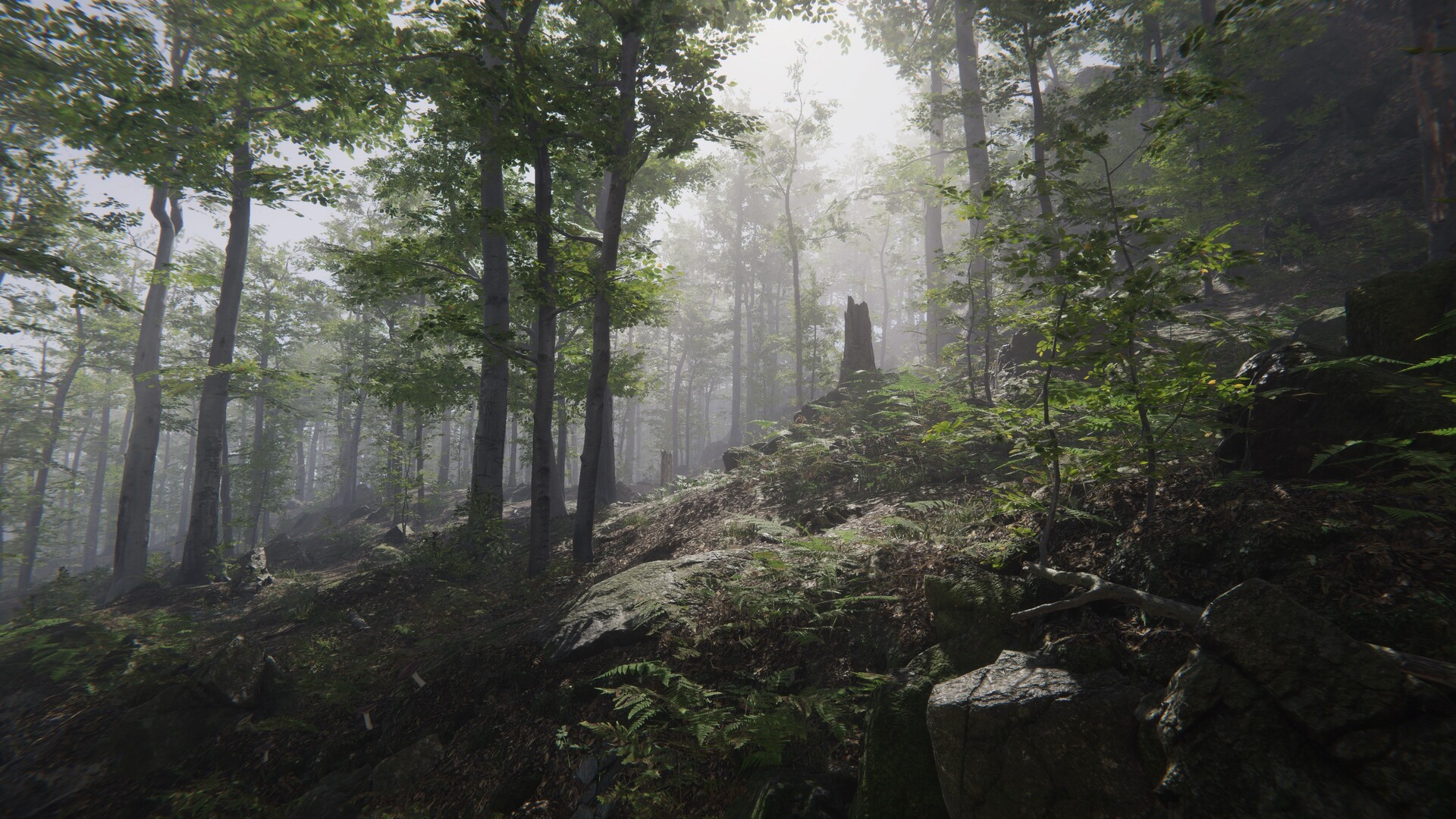 Forest Environment - Dynamic Nature - Image 6