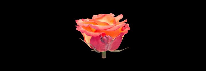 Photorealistic Rose Scan 3D Model – High Detail Flower Asset