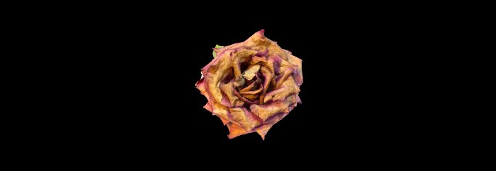 Dead Rose 3D Model – Withered Flower Asset for Dark Fantasy Scenes