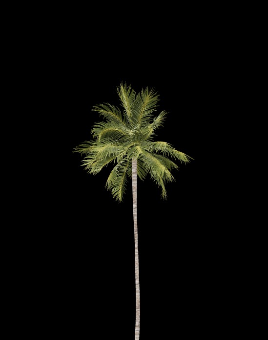 Coconut Tree 3d model